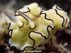 Glossodoris Atromarginata (Nudi Branch) rhinophres by Daniel Sasse 